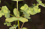 Warty spurge